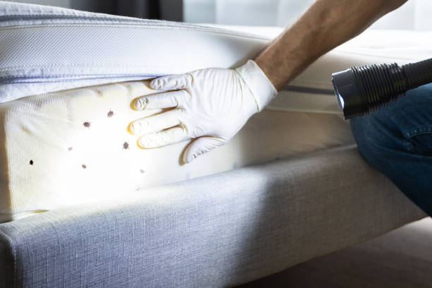 Best Affordable Pest Control Services  in Huron, SD